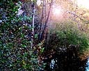 Sun Through Trees At Copper Creek_ Southwest Virginia.jpg